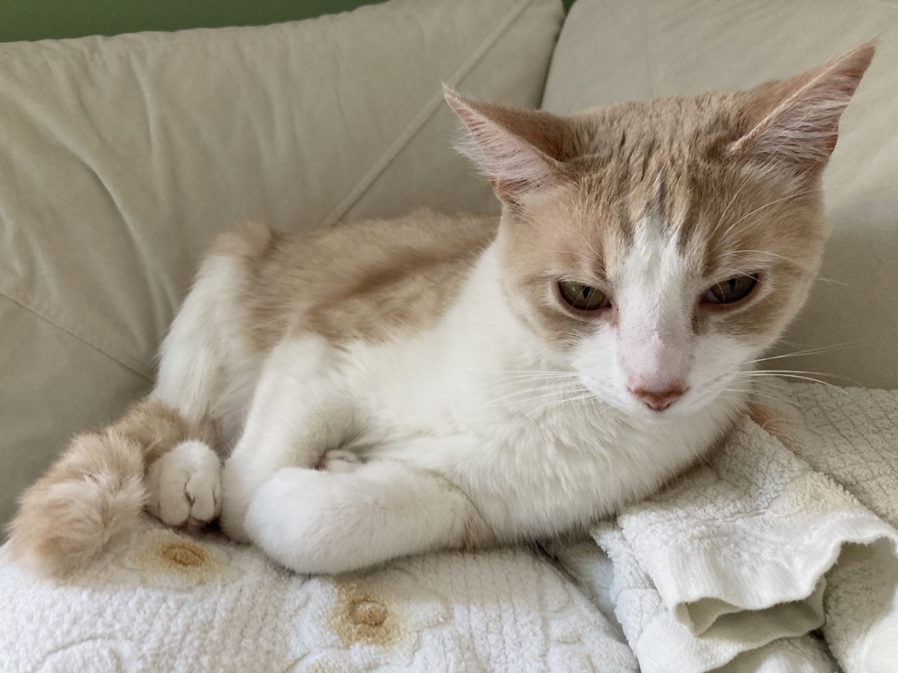 cat
